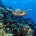 turtle_green_jg_v_0705_png0864.jpg